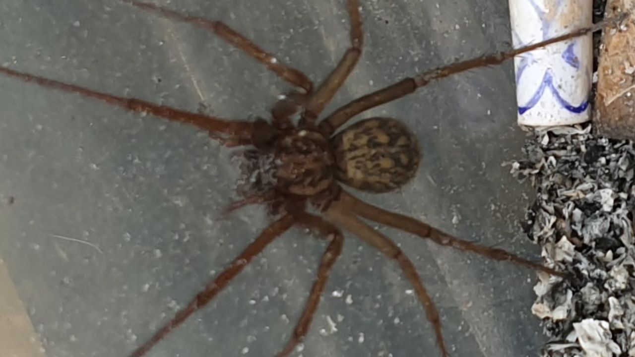 Een huisspin spec. (foto: Gerard Jumpertz).