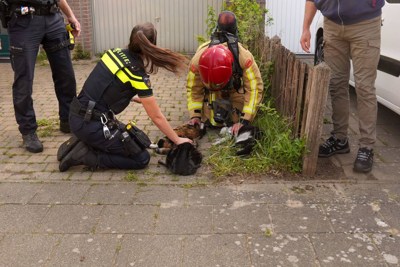 Foto: Harrie Grijseels/Persbureau Heitink.