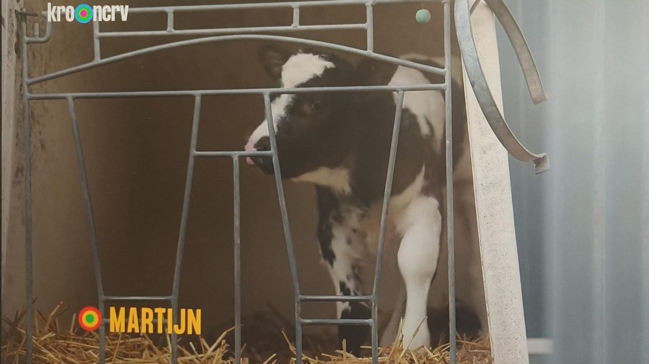 Een kalfje van boer Martijn uit Haghorst (still Boer zoekt vrouw).