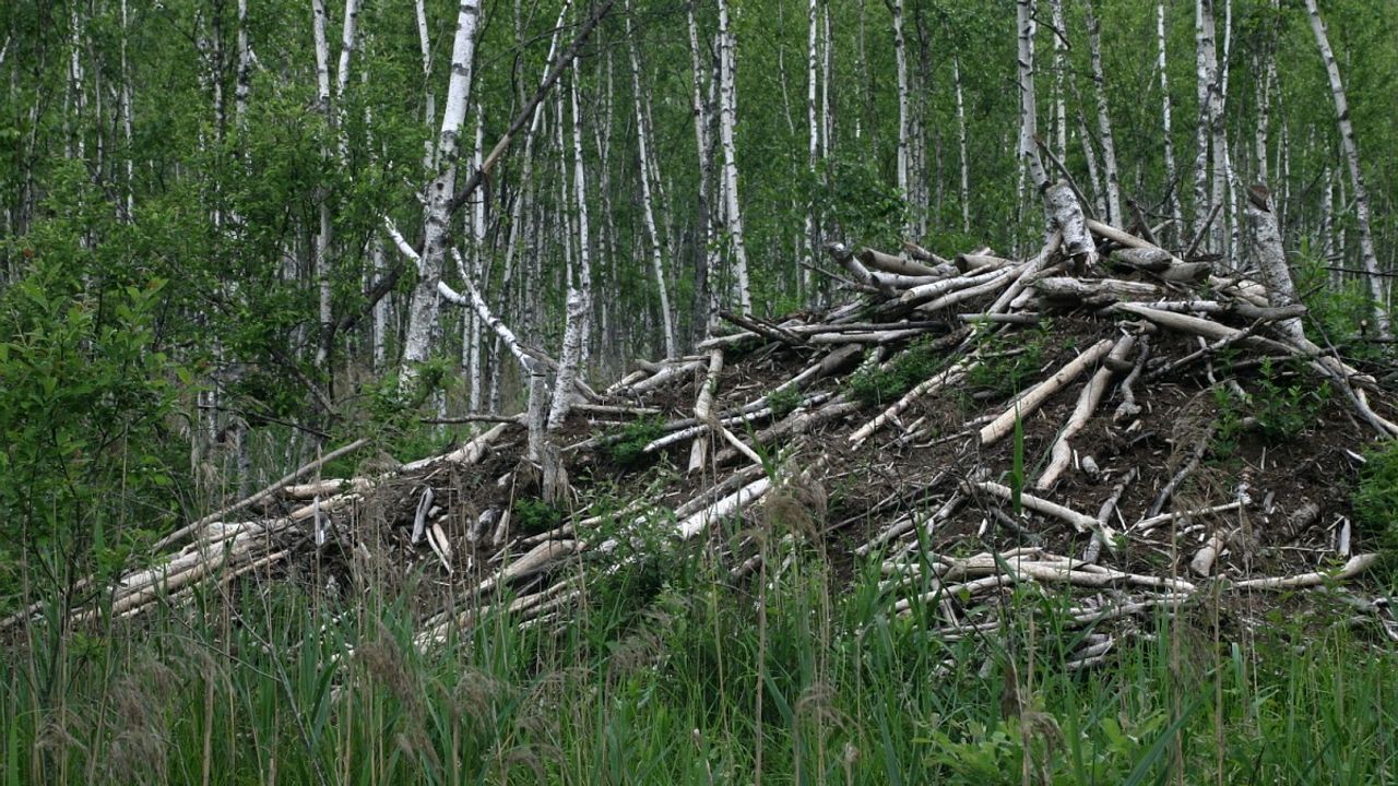 Een beverburcht (foto: Saxifraga/Hans Boll).