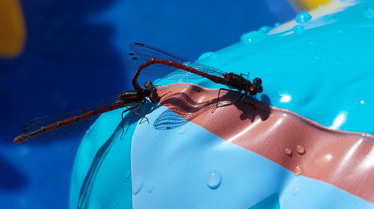 Het begin van een paring van vuurjuffers (foto: Dirk Snoeren).