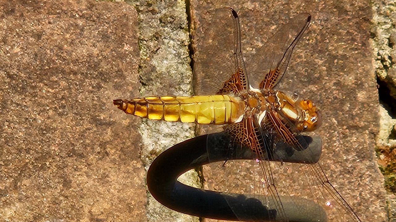 Het vrouwtje van de platbuiklibel (foto: Cees en Monique van Oorschot.