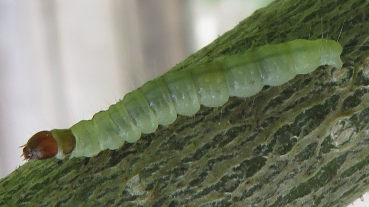 De rups van de bladroller (foto: Iza Zawada).