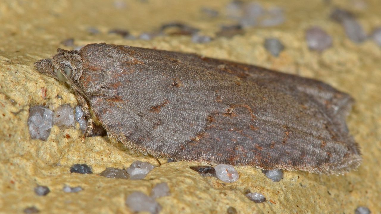 Een esdoornboogbladroller (foto: Saxifraga/Ab H. Baas).