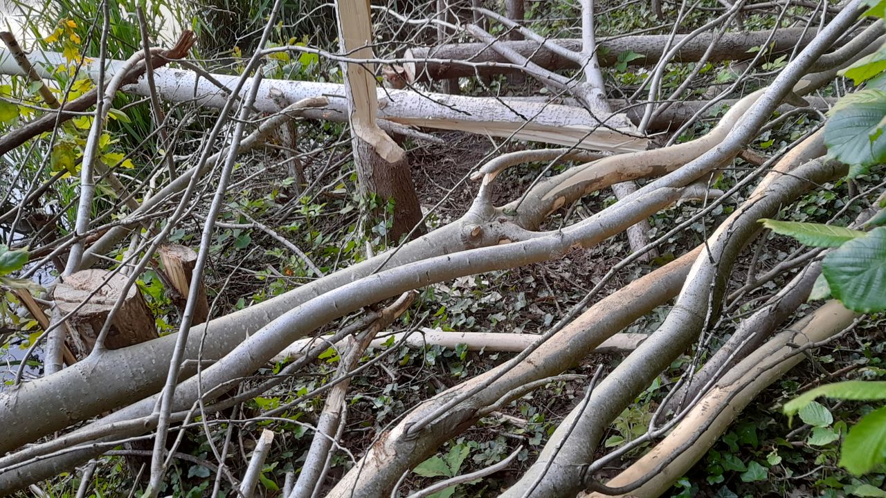 Gevelde boompjes (foto: Wim Roest).