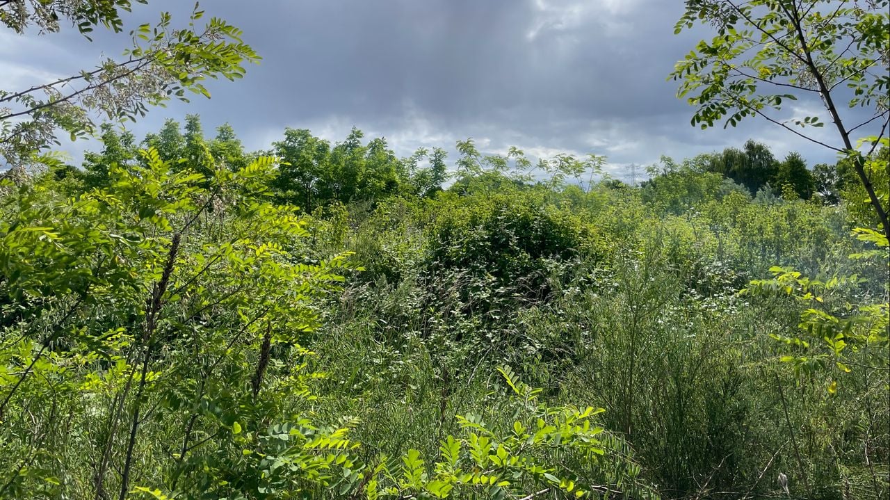 De plek waar het voetbalveld zou moeten liggen (foto: Rogier van Son).