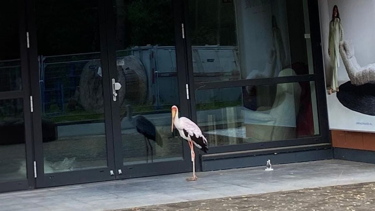 Het dier was weggevlogen van de Beekse Bergen (foto: Jan Harm Spijkervet).