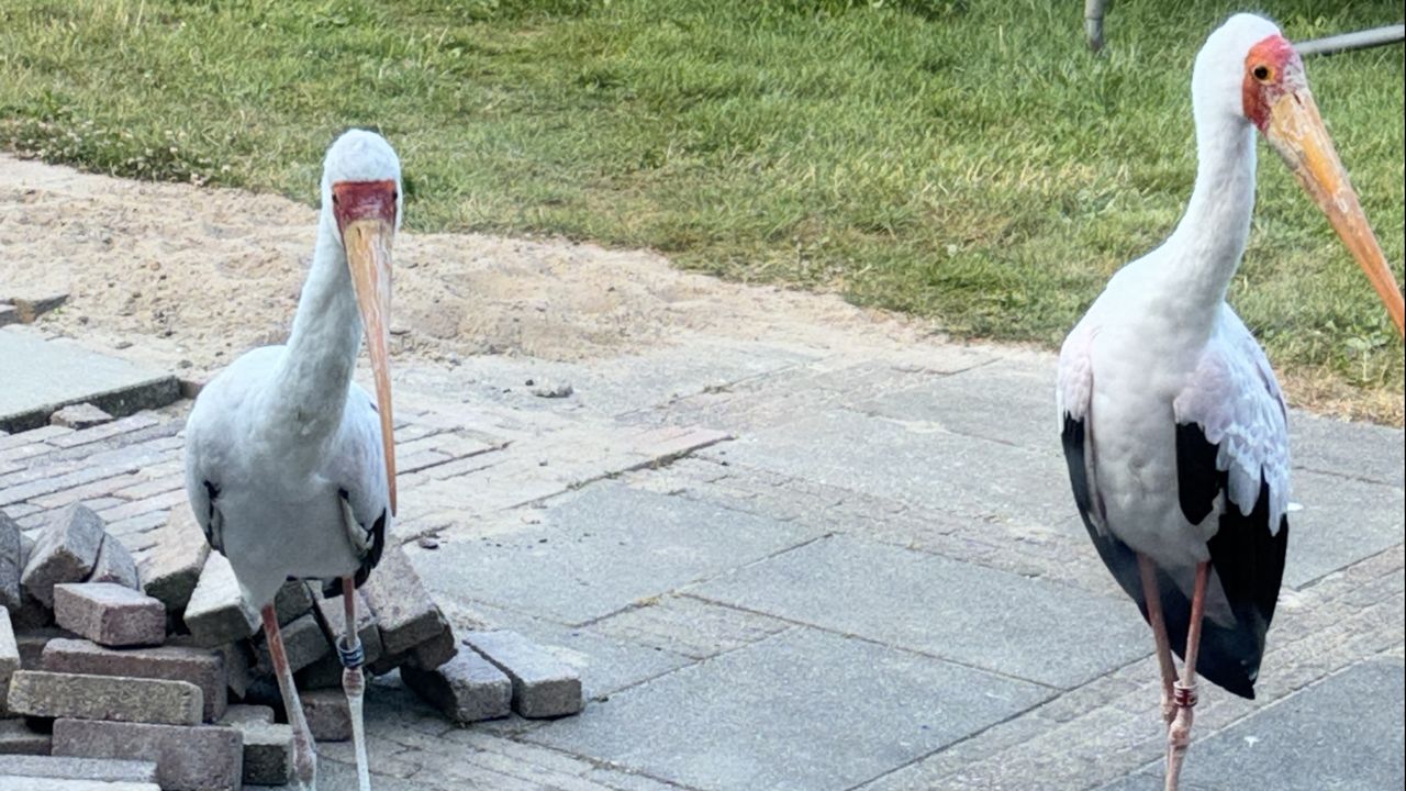 Een inwoner uit Rijen zag deze twee dieren op zijn erf (privéfoto).