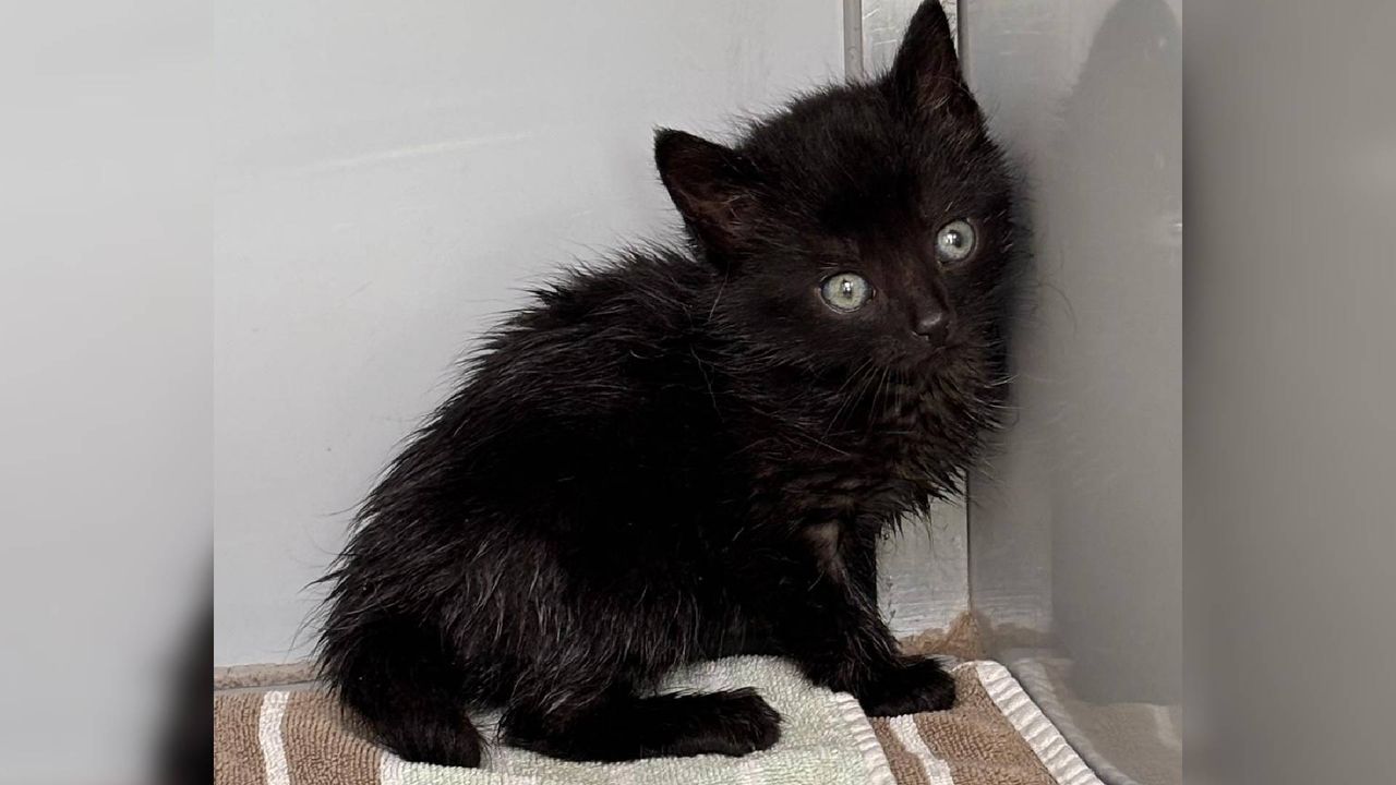 Edna zat helemaal onder de olie (foto: Dierenambulance Brabant Noord-Oost).