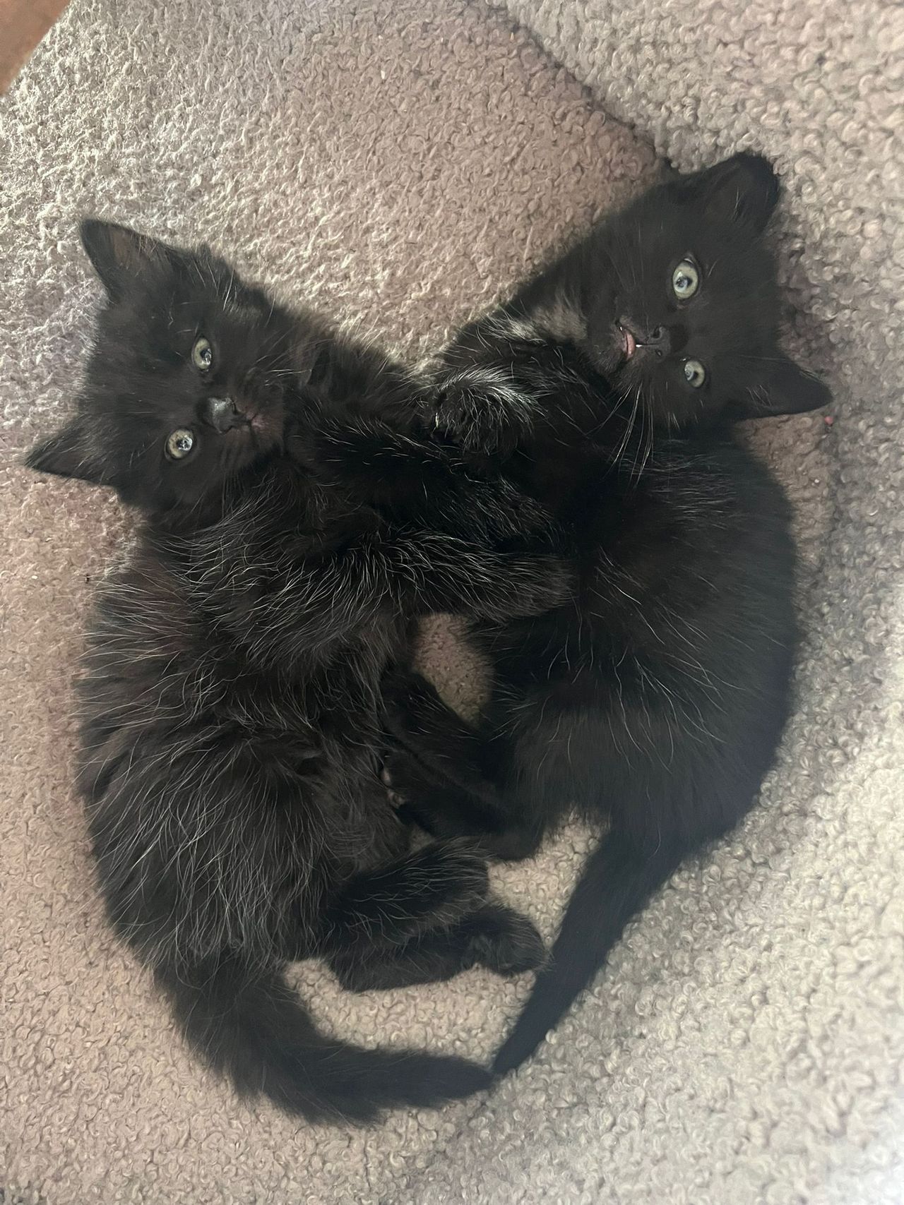 Inmiddels gaat het weer goed met de kittens (foto: Kittenopvang Waalwijk).