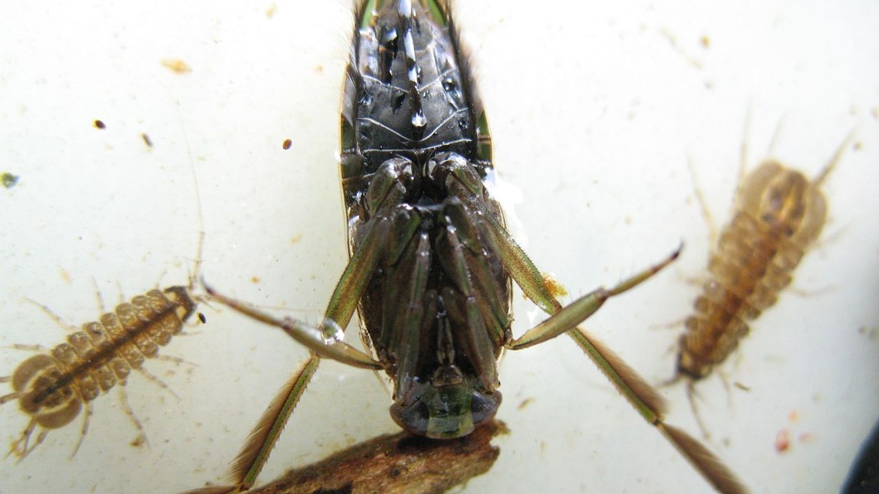 Een gewoon bootsmannetje (foto: Saxifraga/Rutger Barendse).