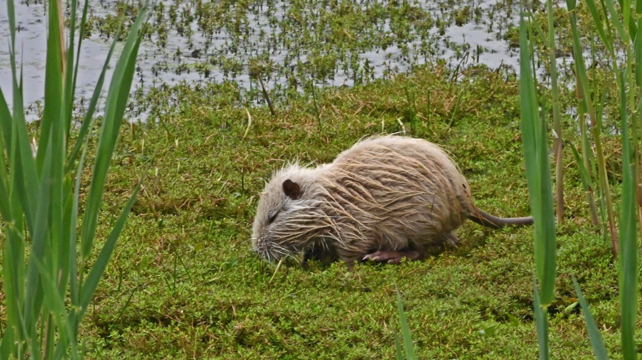 Een beverrat (foto: Leo Verkoelen).
