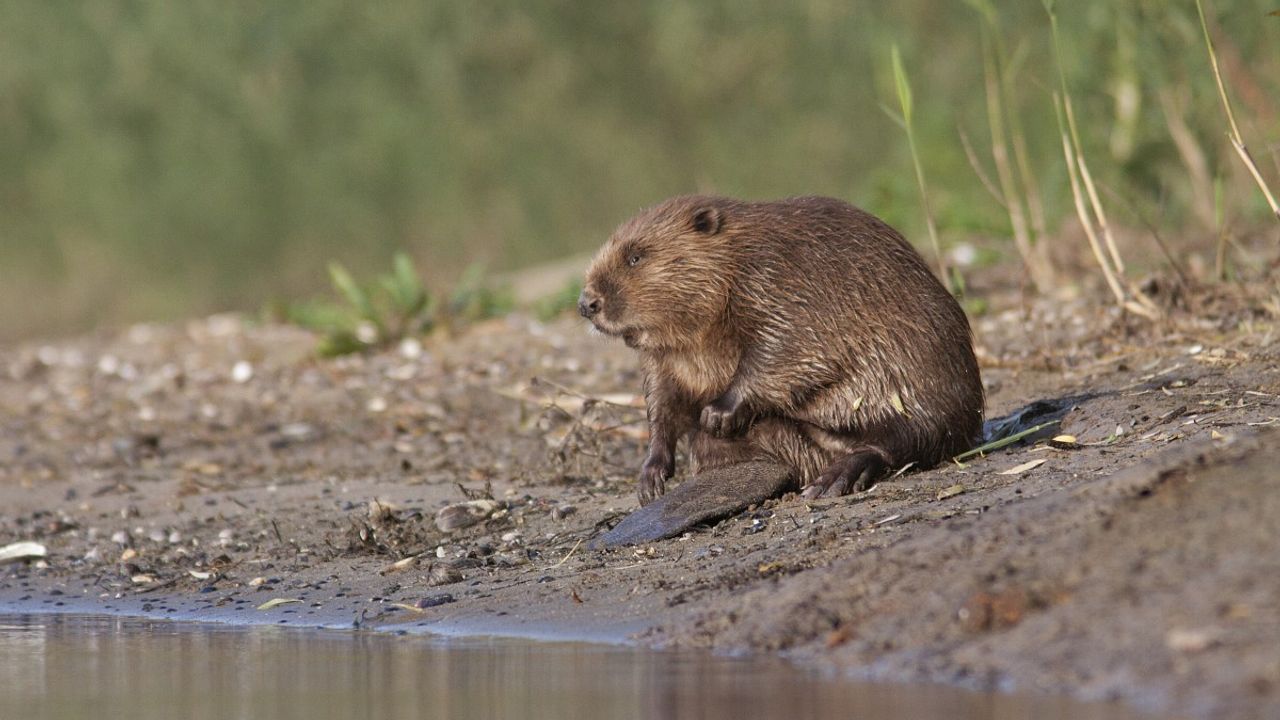 Een bever (foto: Saxifraga/Mark Zekhuis).