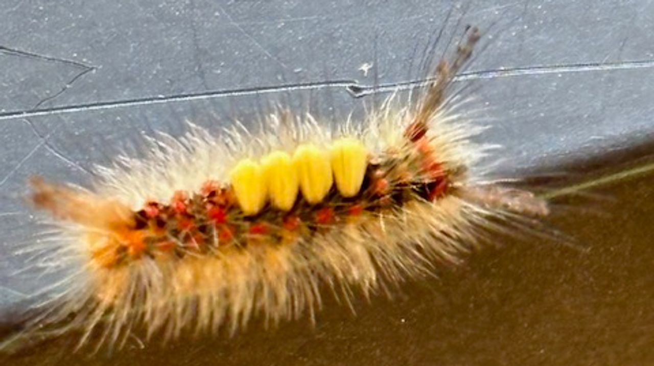 De rups van de witvlakvlinder (foto: Isidoor Jacobs).