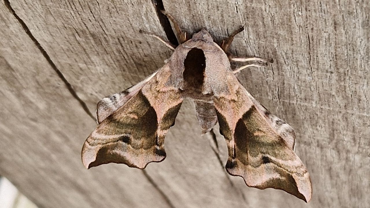 Een pauwoogpijlstaart (foto: Ine van der Poel).
