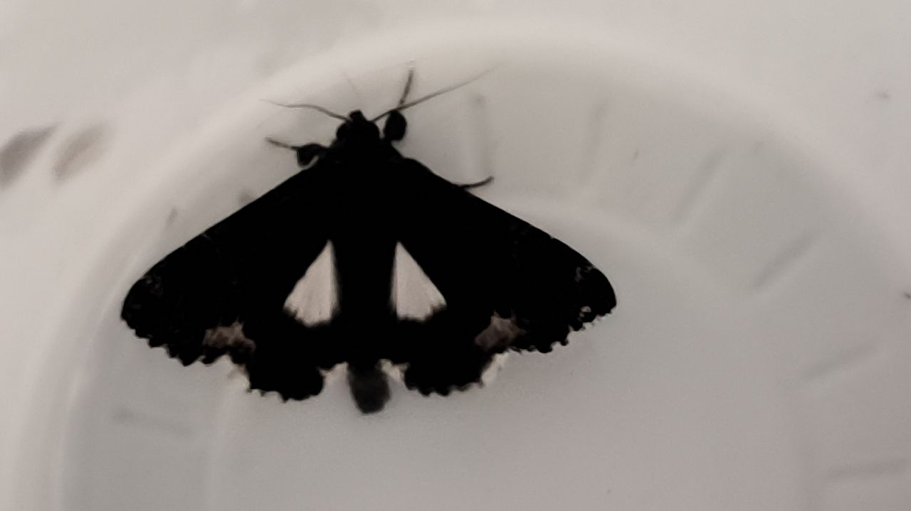 Een wit weeskind (foto: Arieanne Lepelaars-van Wijk).