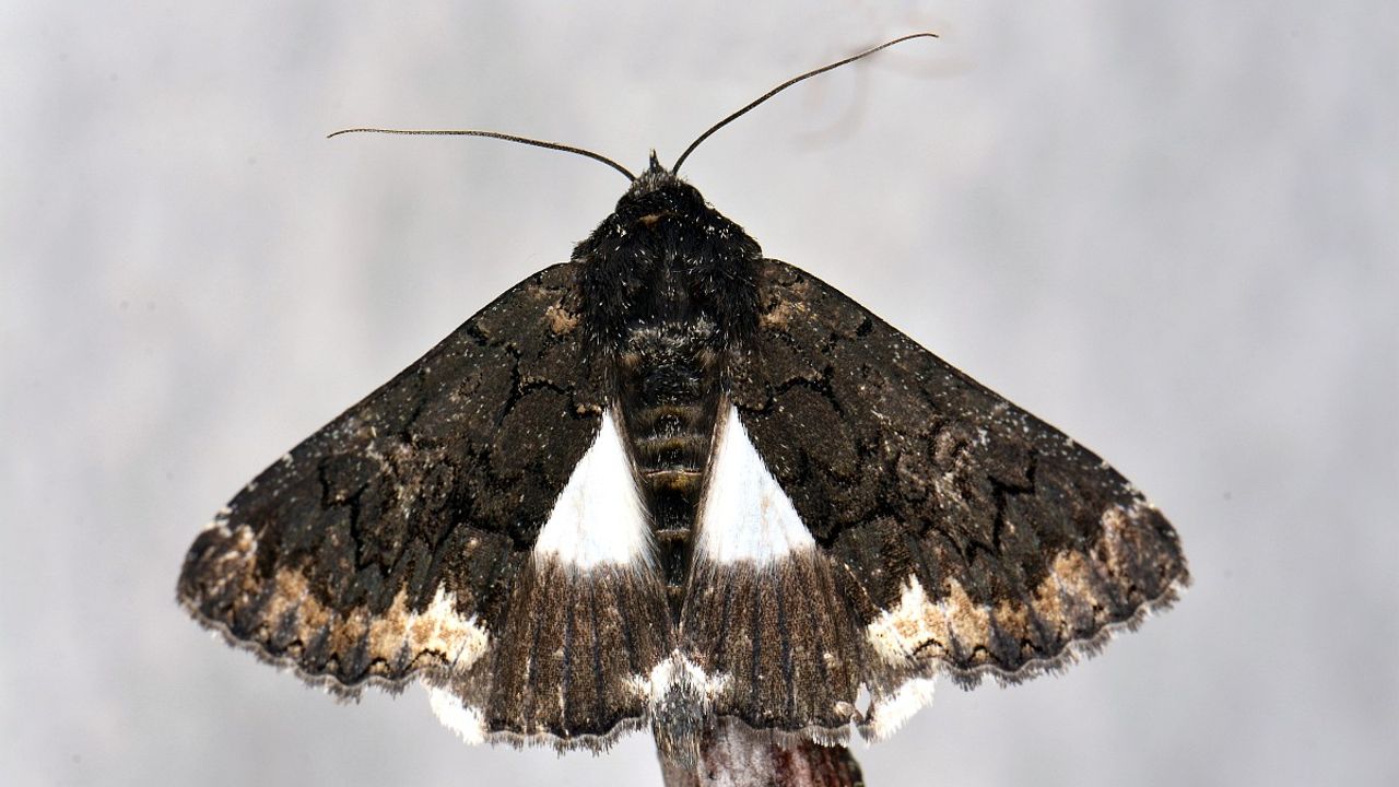 Een wit weeskind (foto: Saxifraga/Peter Gergely).