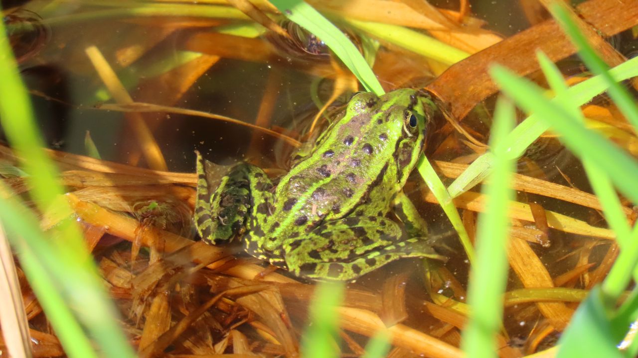 Een poelkikker (foto: Patricia Smulders).
