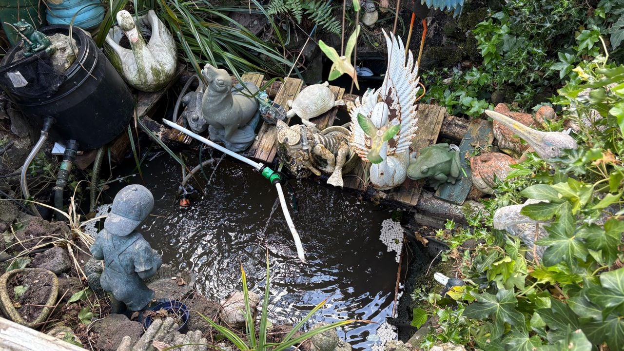 Stille wateren in de vijver van Piet (Foto: Imke van de Laar.)