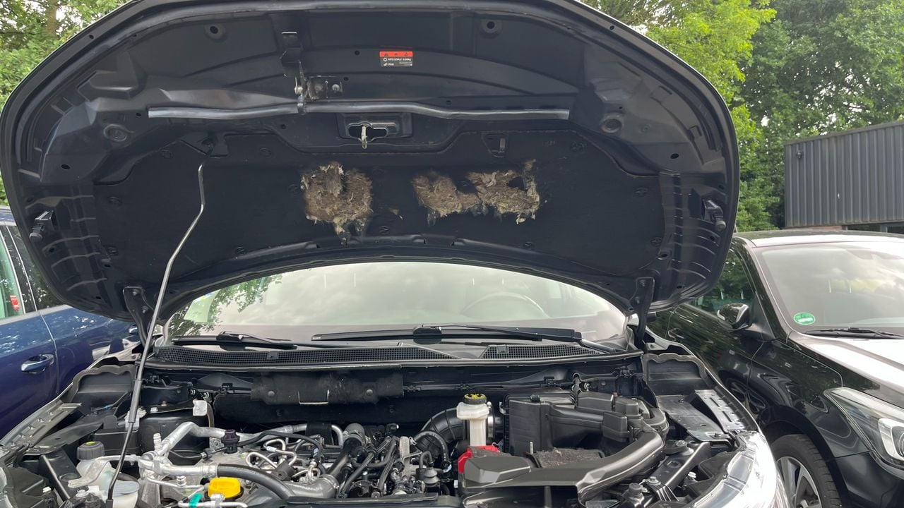 Flinke schade aan deze motorkap (foto: Jos Verkuijlen).