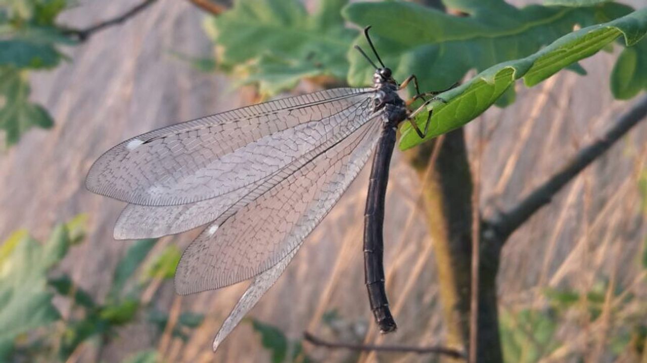 Een volwassen mierenleeuw (foto: Frans Kapteijns).
