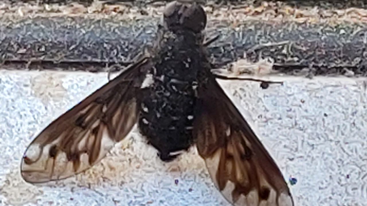 De muurrouwzwever (foto: Nel Jansen).