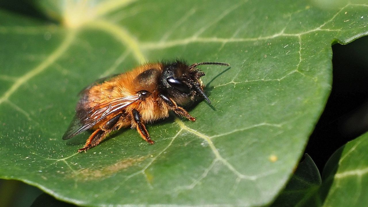 Een rosse metselbij (foto: Saxifraga/Hans Dekker).