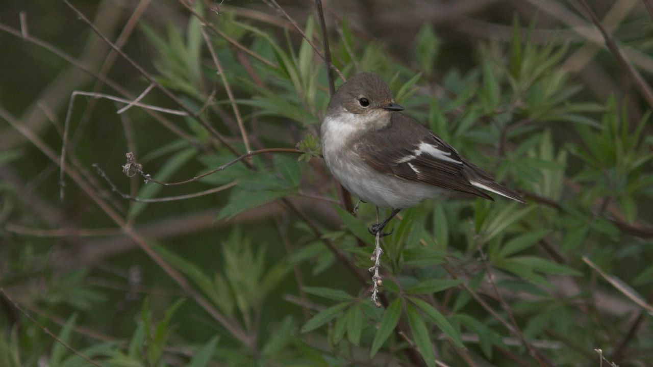 De bonte vliegenvanger (foto: Saxifraga/Luc Hoogenstein).