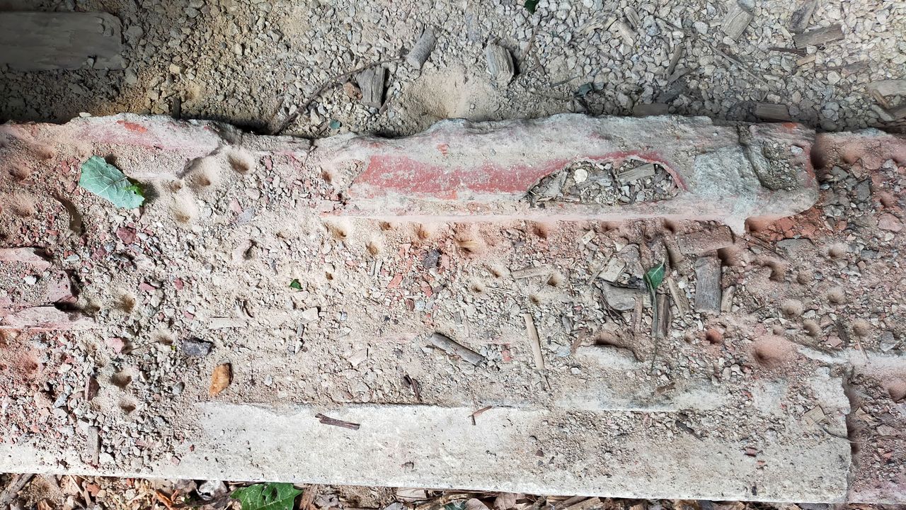 Trechterkuiltjes van mierenleeuwen (foto: Sonja van Driel).