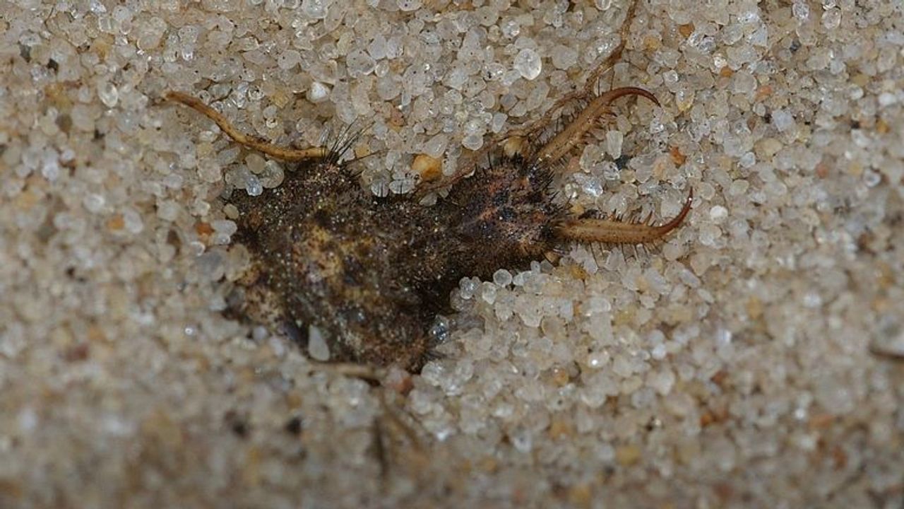 Een mierenleeuwlarve (foto: Fitis Sytske van Dijksen).