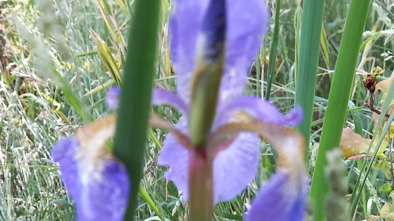 De Siberische lis (foto: Wilrie van Breukelen-van Soerland).