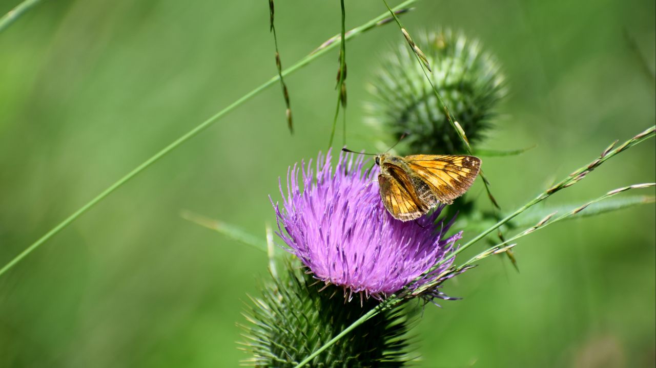 Tijdens een fietstocht spotte Nel dit mooie kleine vlindertje met een dikke kop (foto: Nel Jansen).