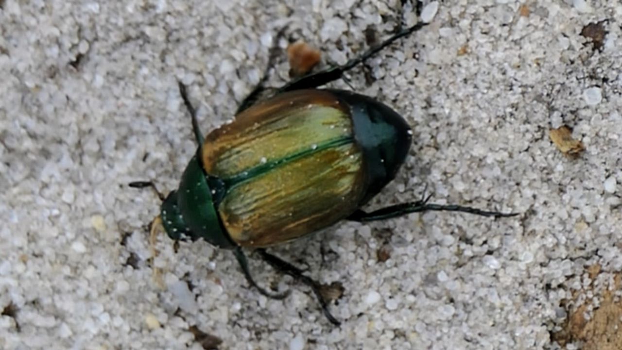 Zomersmaragd (foto: Marianne Wijten).
