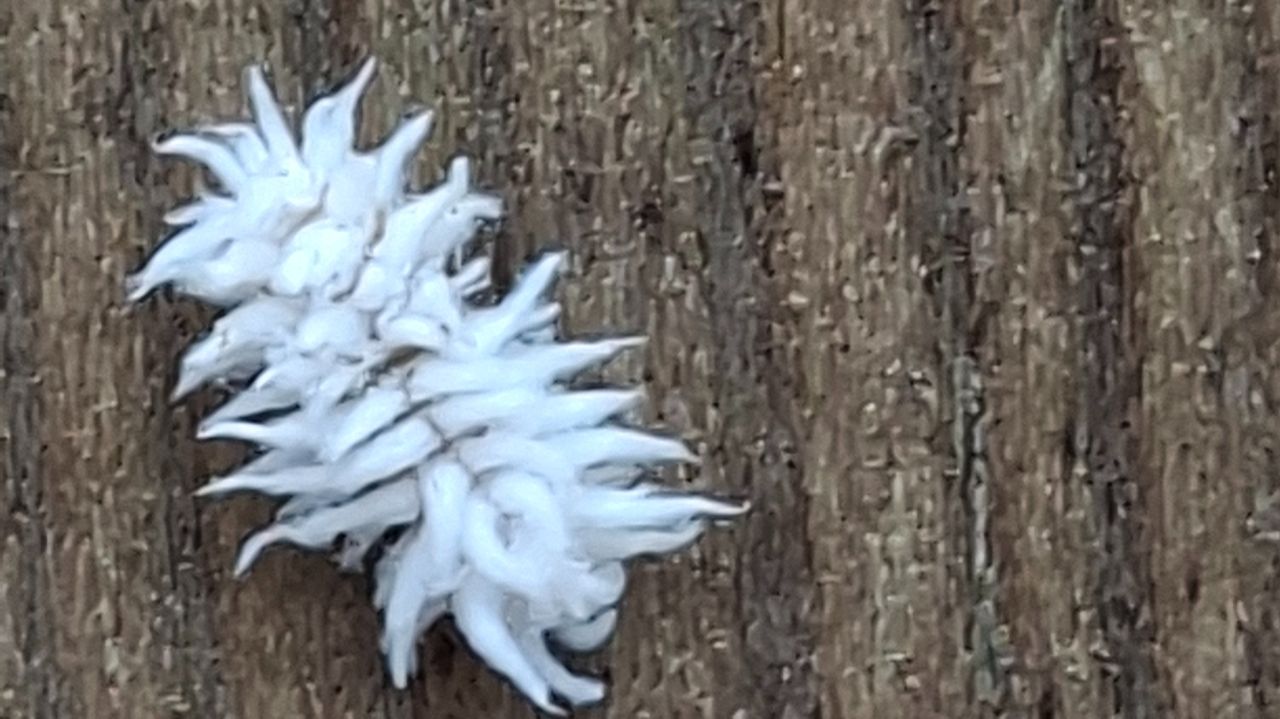 De larve van het dwergkapoentje (foto: Koos Verheijden).