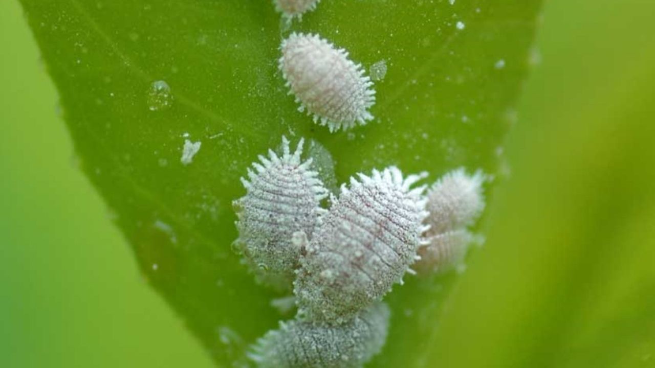 Wolluizen op een blad (foto: Biobestrijding).