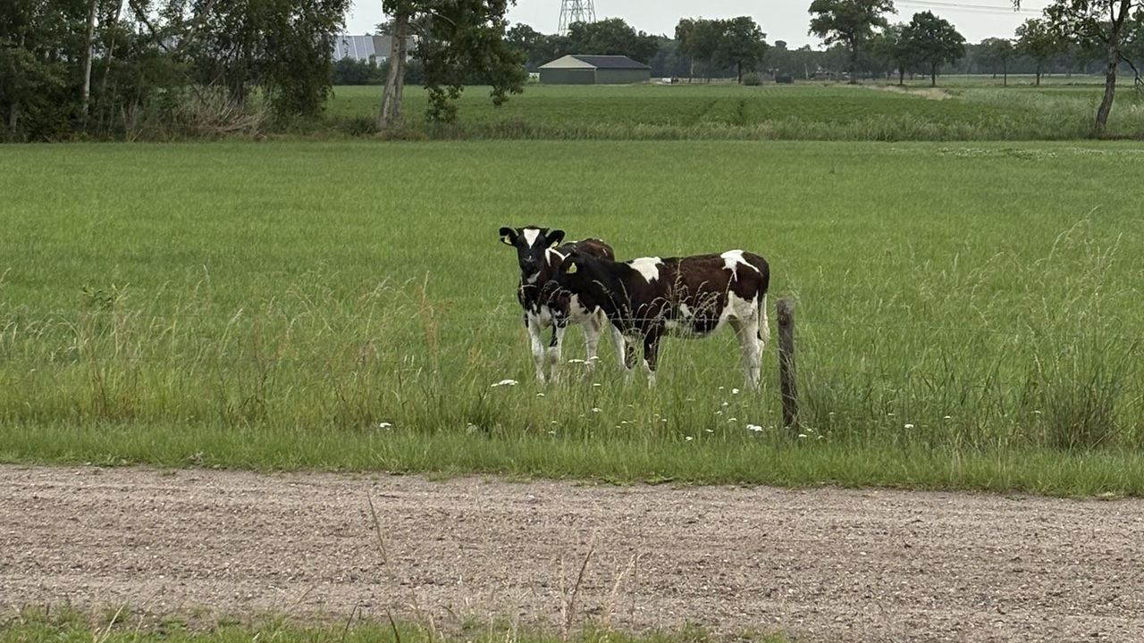 Het uitje mocht niet lang duren (foto: Weginspecteur Robert/ X).