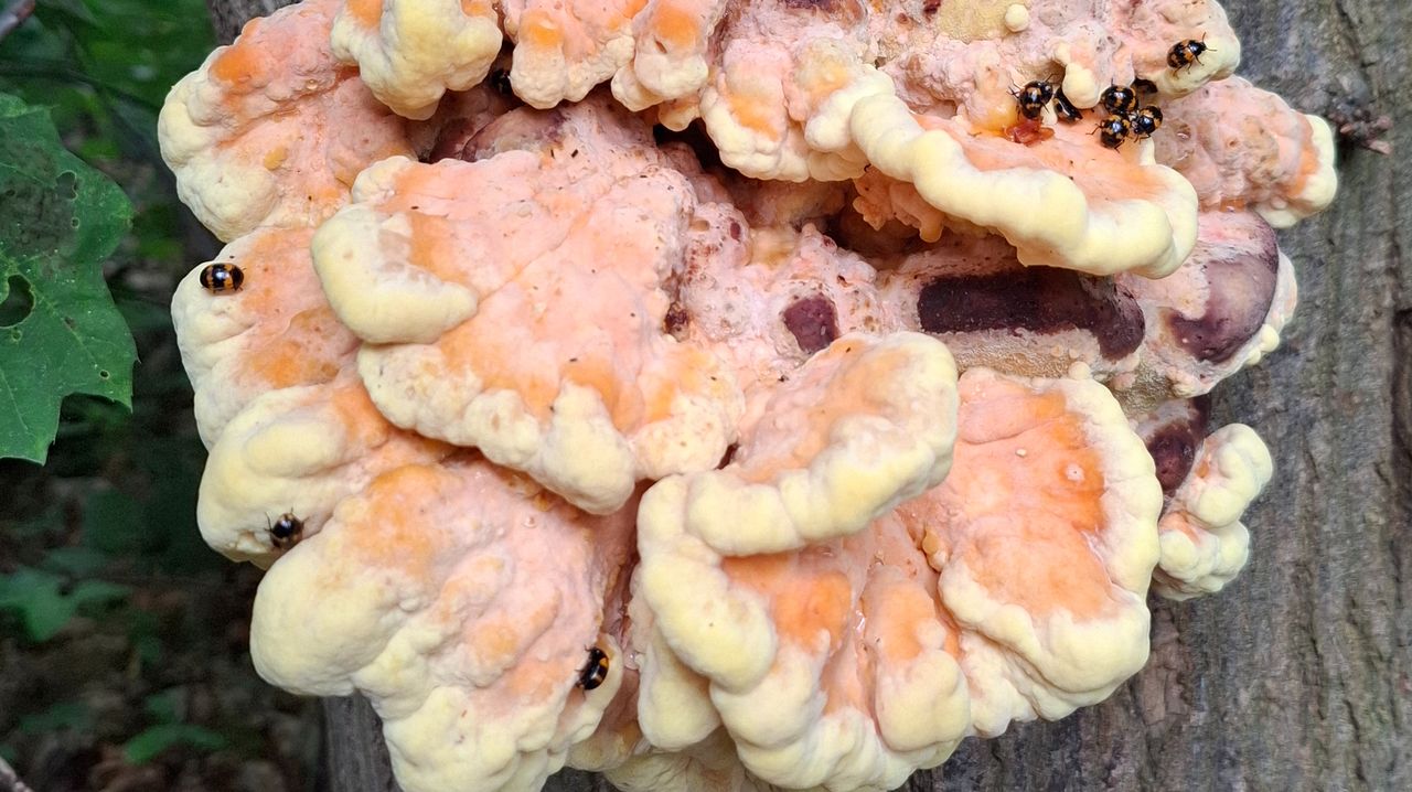 Een zwavelzwam met kevertjes (foto: Hélène Felix).