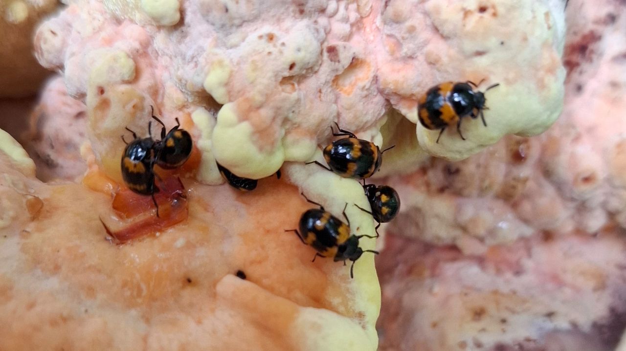 Het boletenzwartlijfje op een zwavelzwam (foto: Hélène Felix).