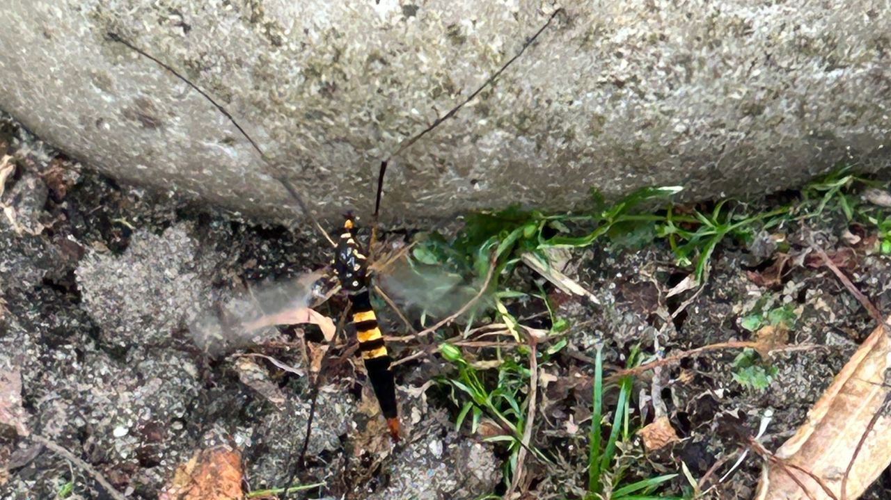 Een driebandtijger (foto: Maurice de Rouw).
