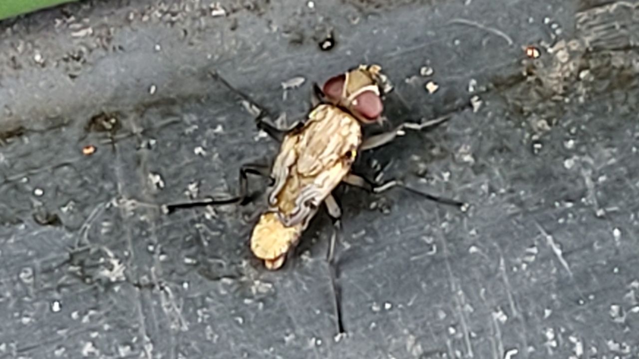 Pollenia spec. (foto: Anja Thompson).