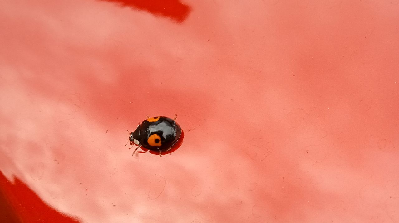 Het tweevlekkig Aziatisch lieveheersbeestje (foto: Gerda Vis).