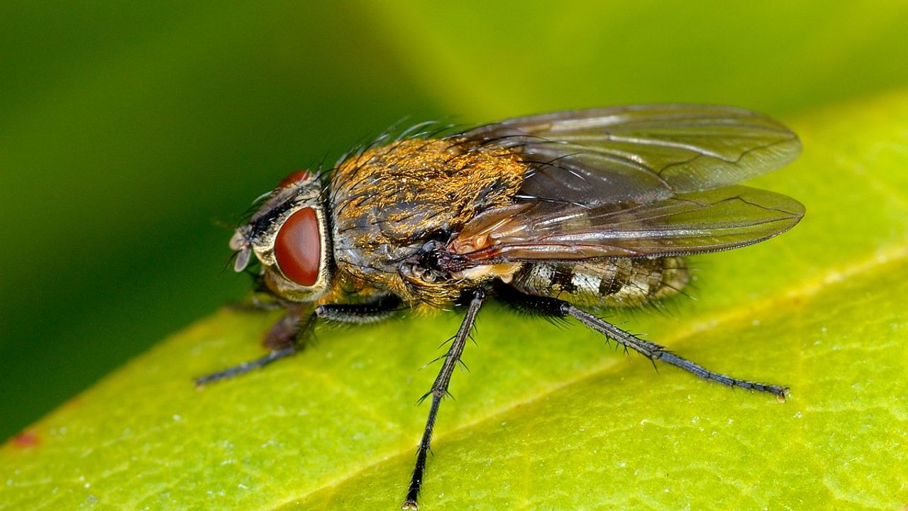 Een clustervlieg spec. (foto: Saxifraga/Ab. H. Baas).