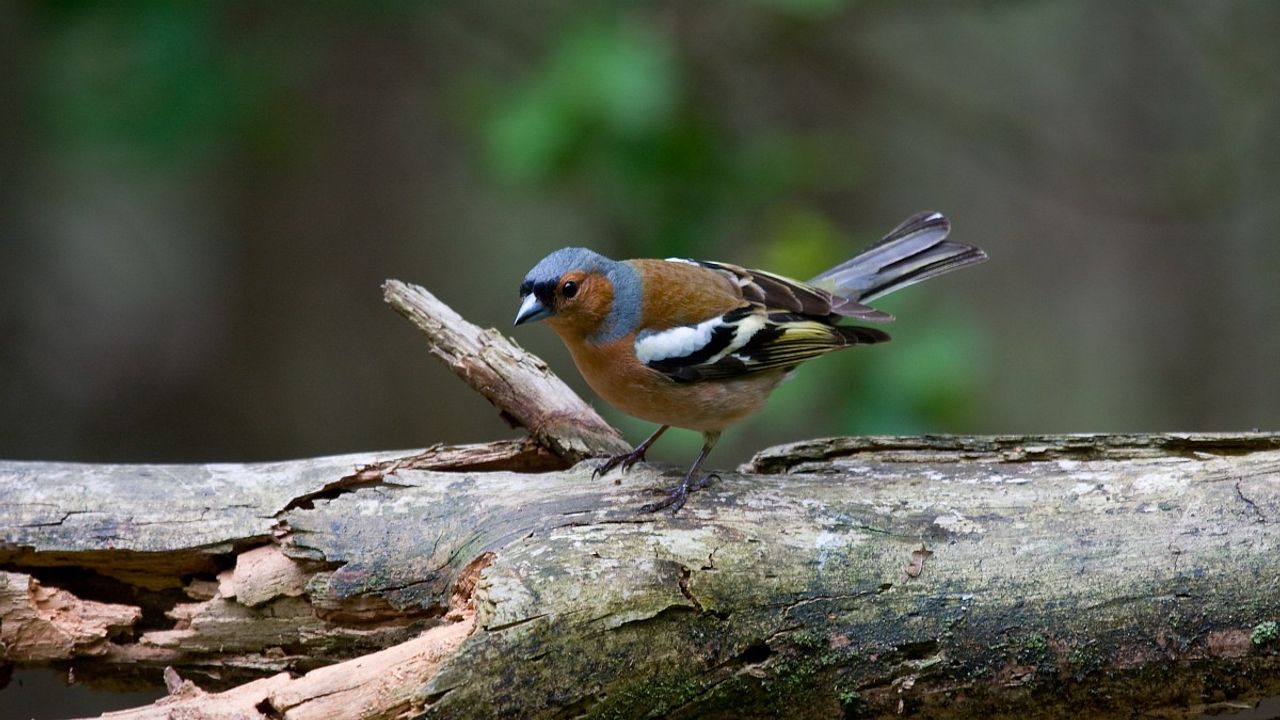 Een vinkmannetje (foto: Saxifraga/Jan Nijendijk).