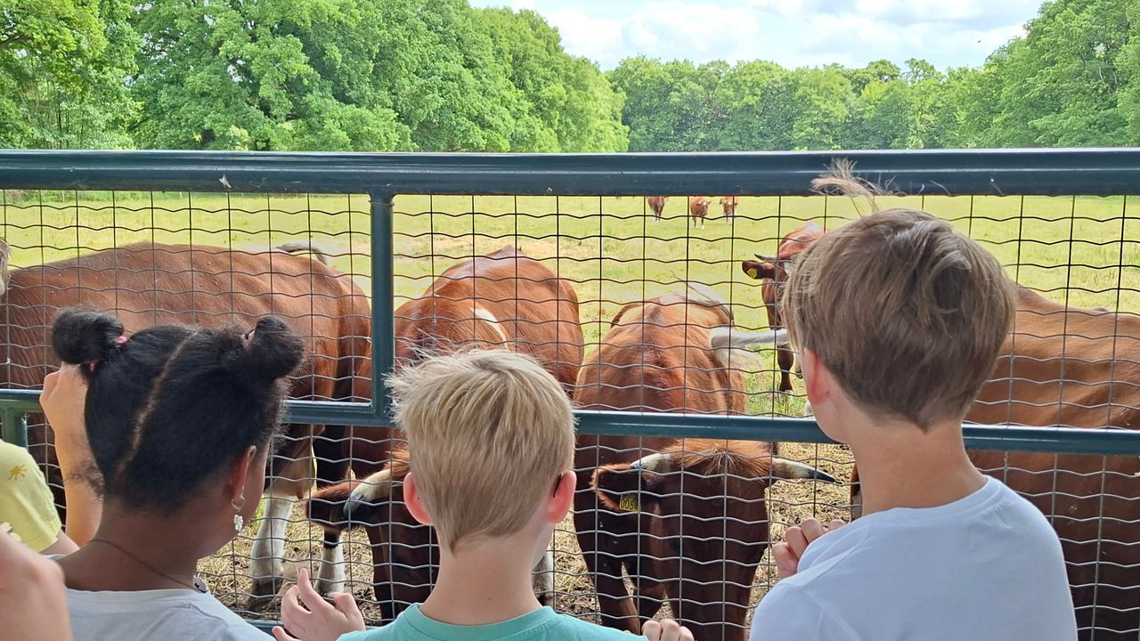 De kinderen snellen naar de koeien (foto: Marleen Kuijsters).