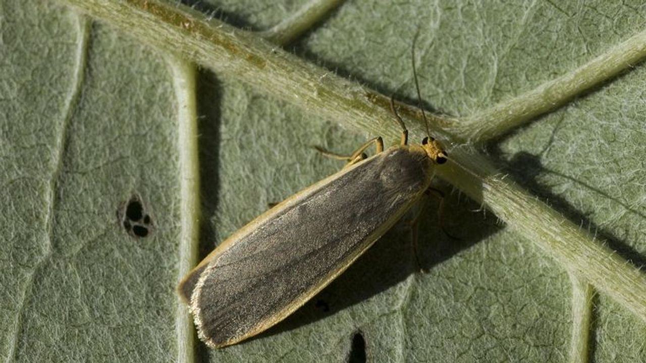 Het vaal kokerbeertje (foto; Saxifraga/Marijke Verhagen).