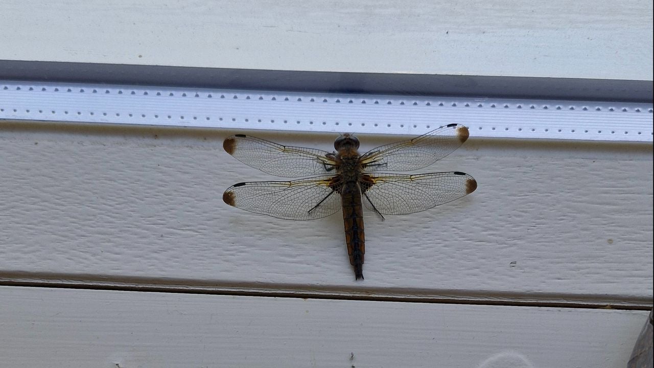 De bruine korenbout (foto: Daniëlle Valk-Bakker).