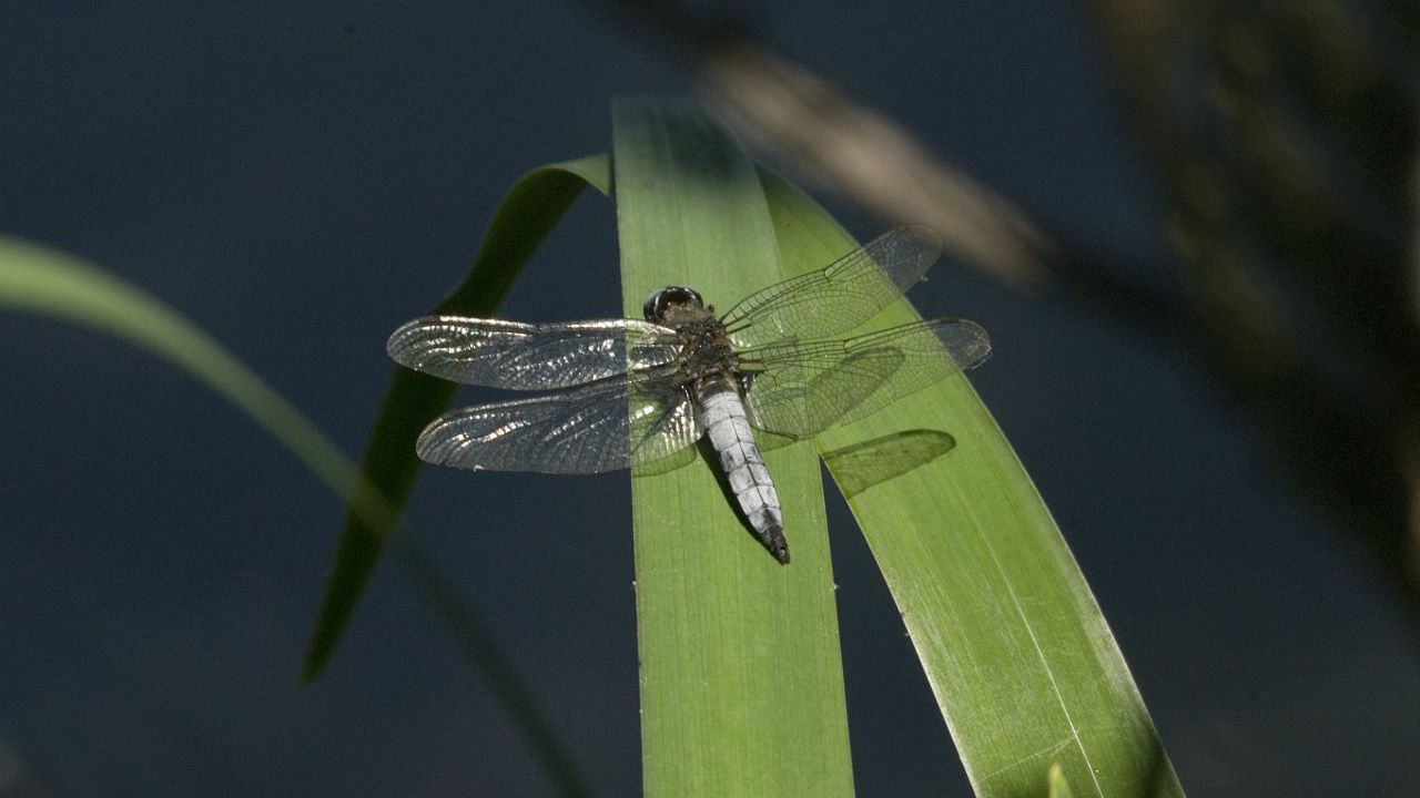 De bruine korenbout, een mannetje (foto: Saxifraga/Jan van der Straaten).