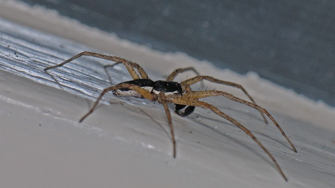 De zwartrugrenspin (foto: Saxifraga/Ab H. Baas).