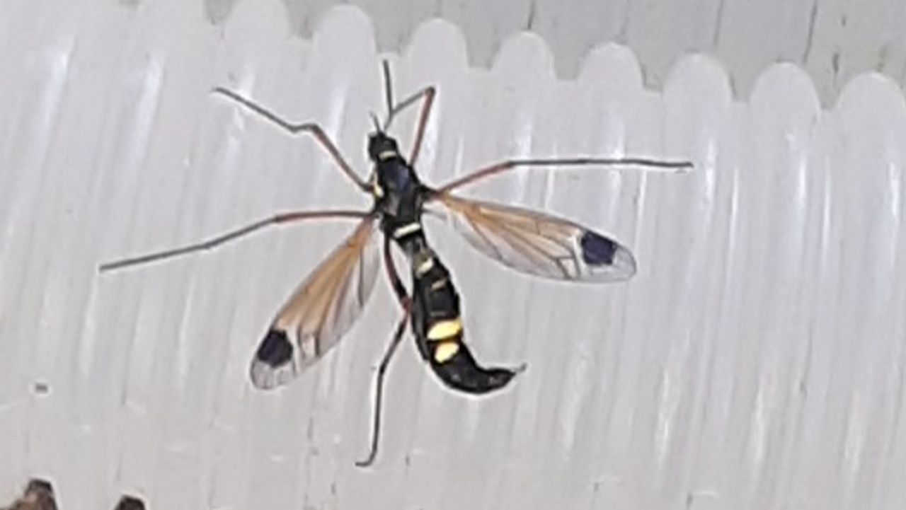 Maskerkamlangpoot (foto: Henri Verest).