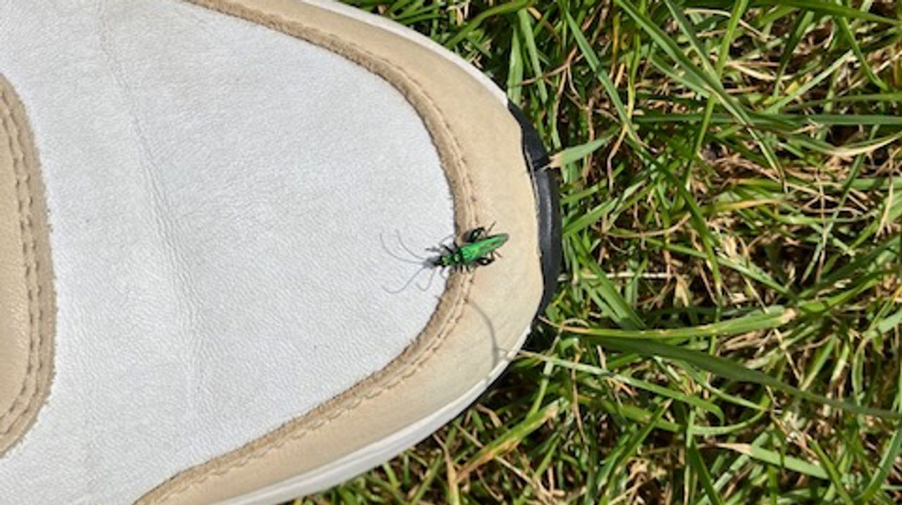 Fraaie schijnbok (foto: Angela Marinus).